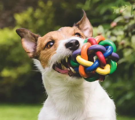 dog with toy in mouth